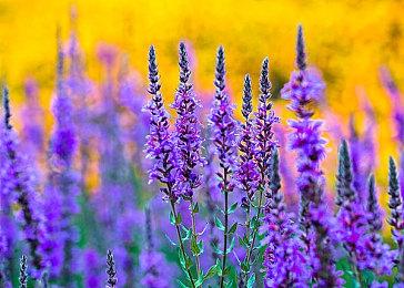 《inZOI(云族裔)》媒体评分解禁 外媒：潜力无限