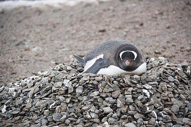 白金：《猎天使魔女3》开发顺利 粉丝们不用担心