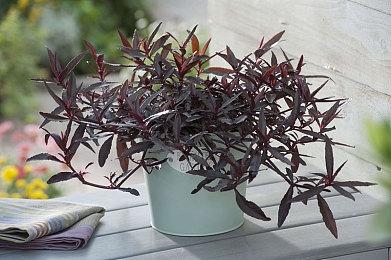 海豚模拟器下架并非任天堂主动要求 而是V社决定